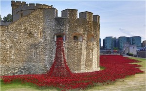 Poppies